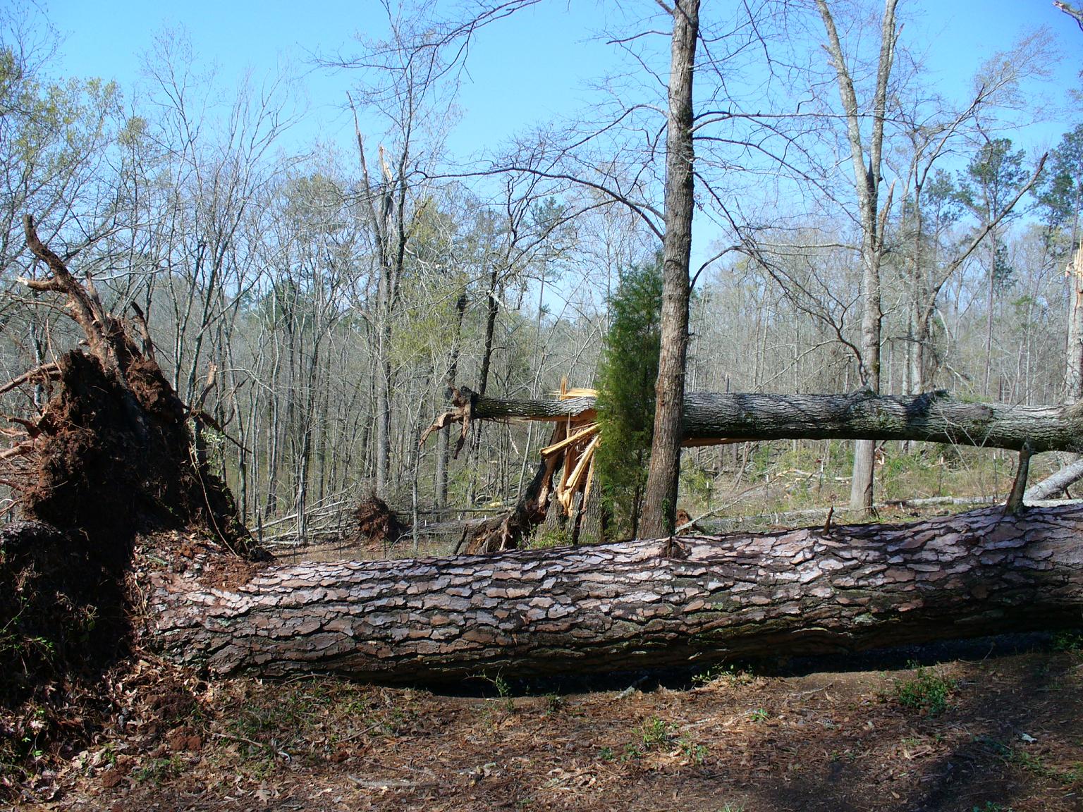 Late Sunday March 28th, 2010 Tornado Event